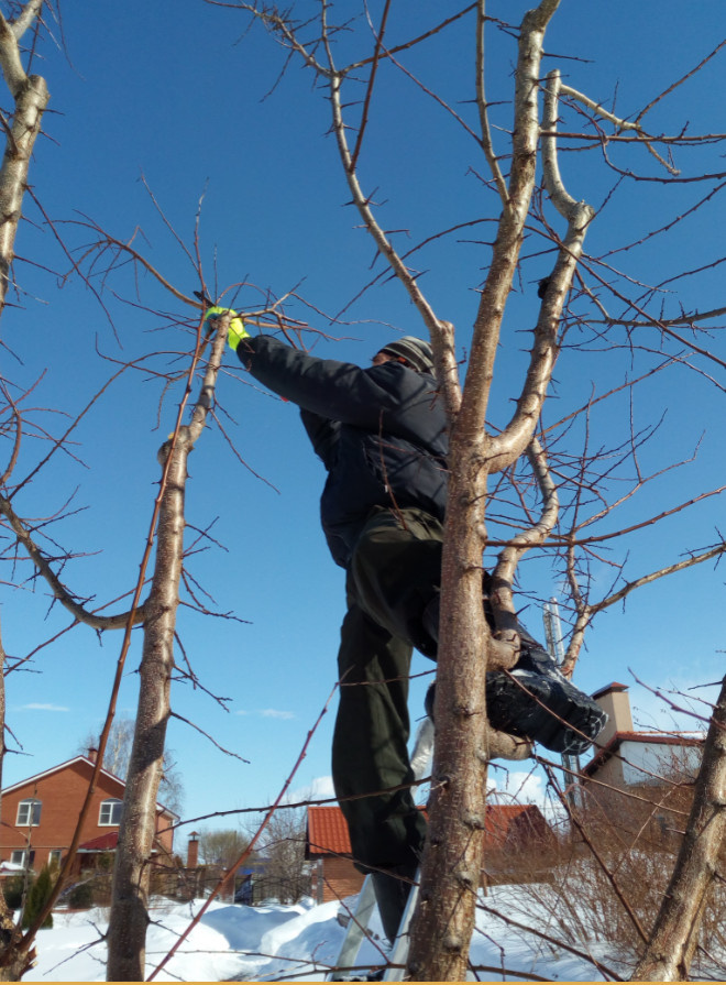 Уходные работы в саду