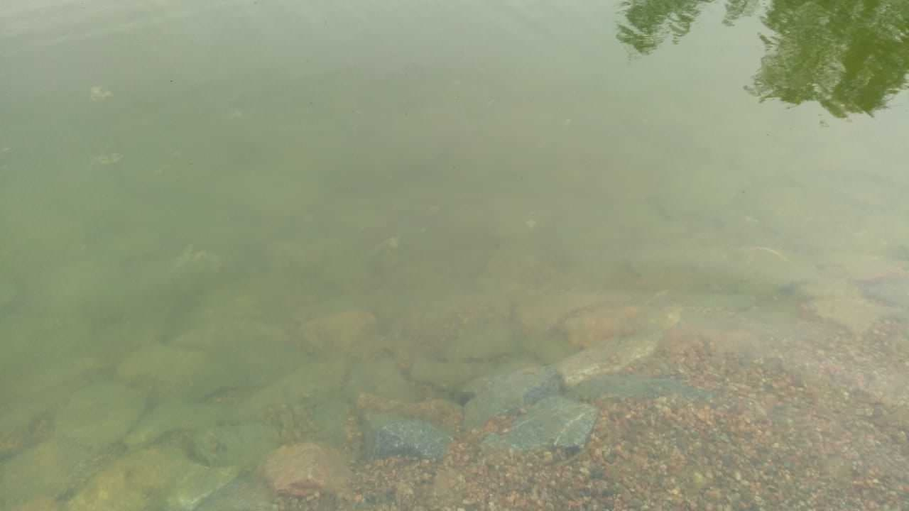 Плавательный водоём в п. Ручьи (Лен. обл.)