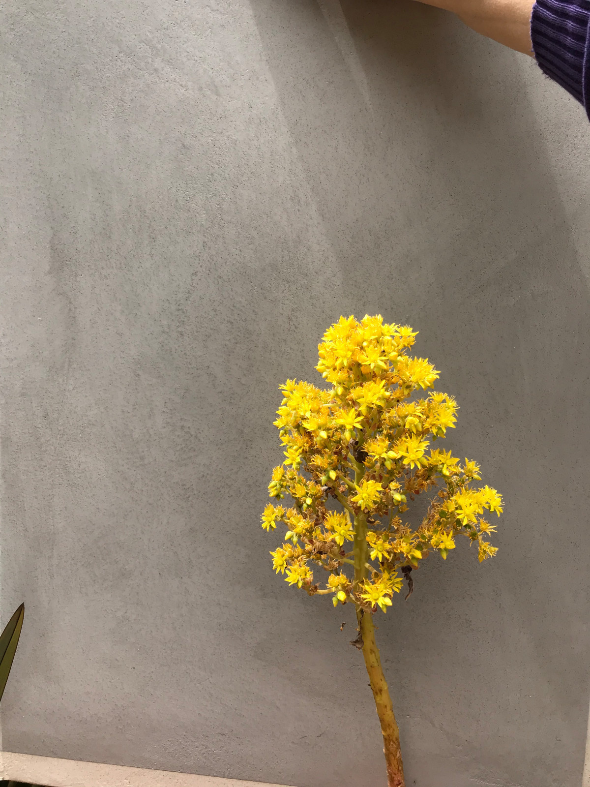 Showroom & Texture