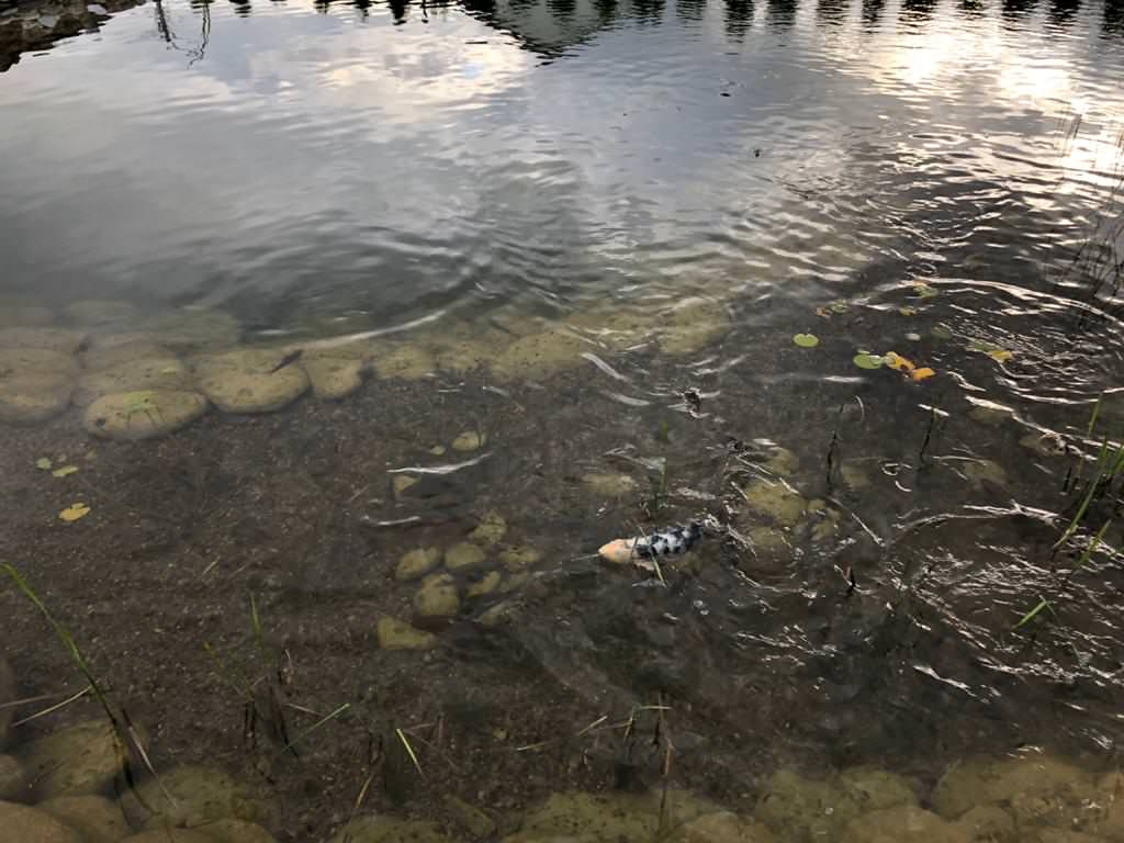 Декоративный водоём в Казани