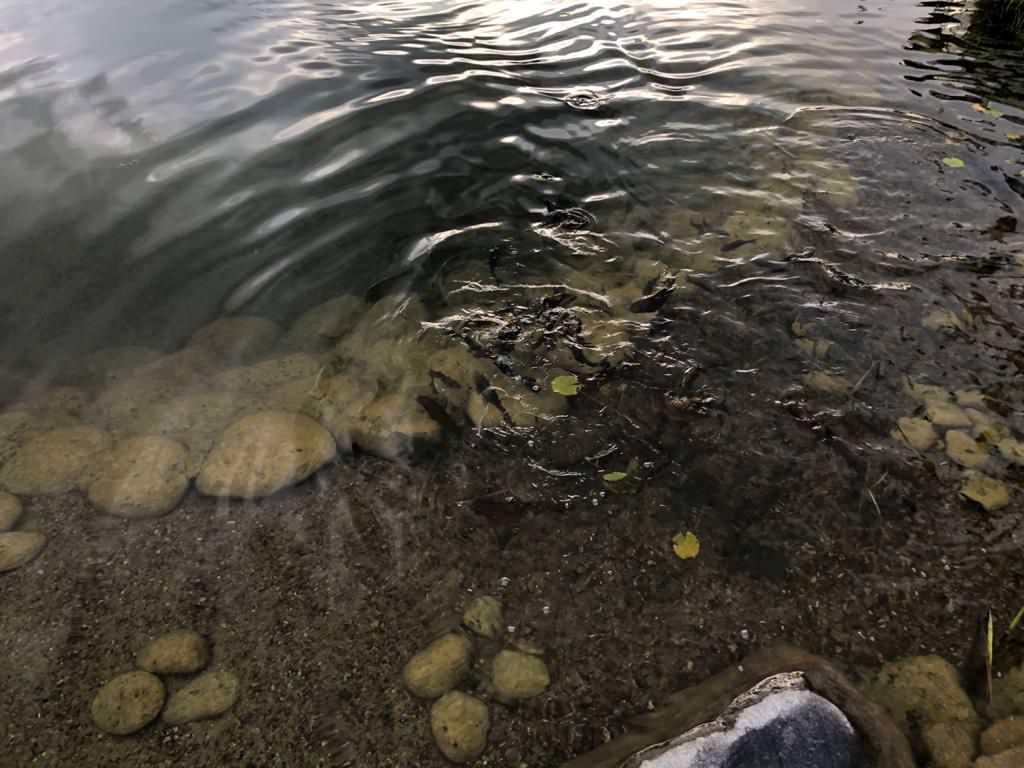 Декоративный водоём в Казани