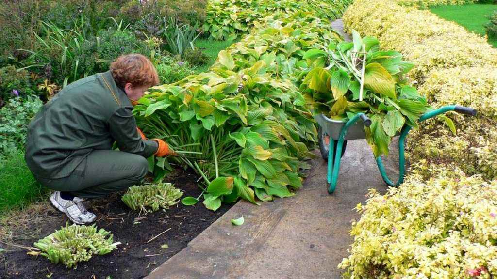 "Северное сияние"
