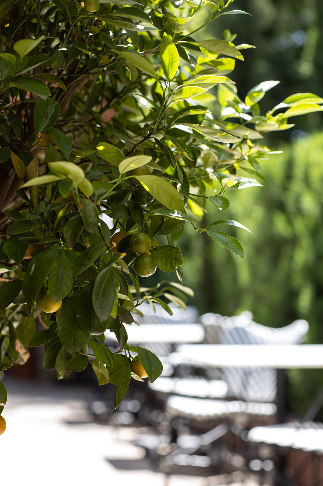 Ресторан Мамай-кале, Сочи