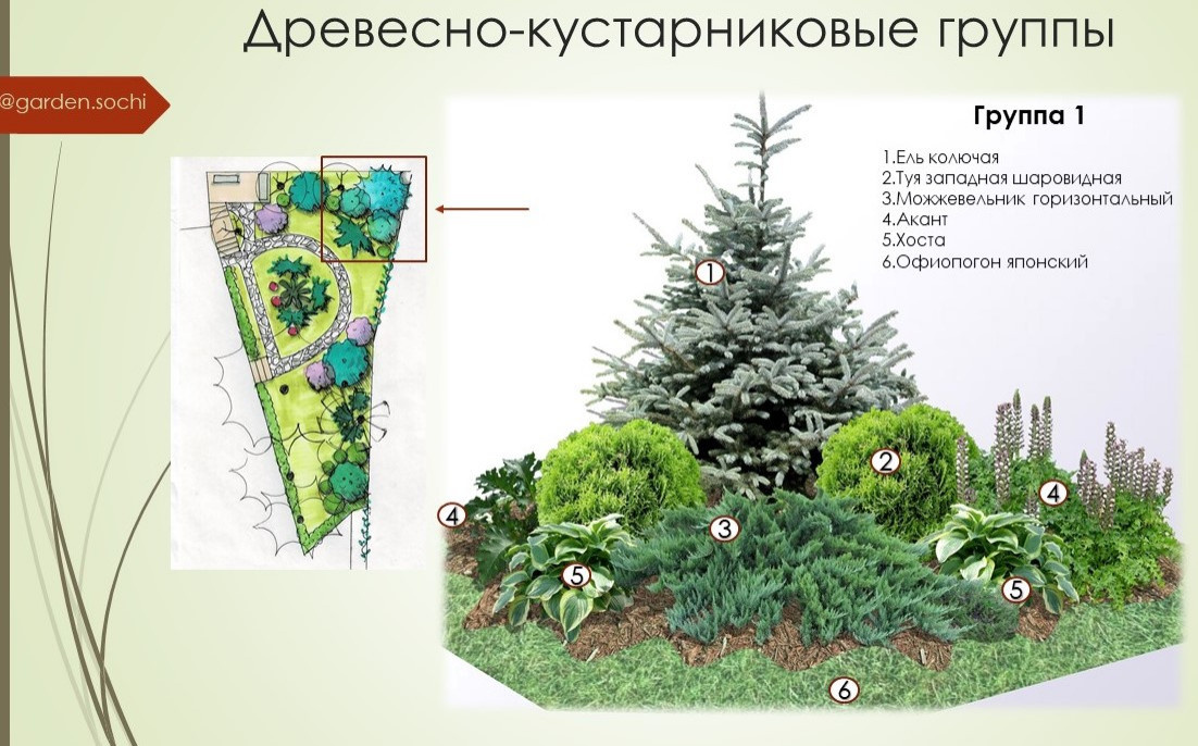 Тенистый сад с вечнозелеными растениями