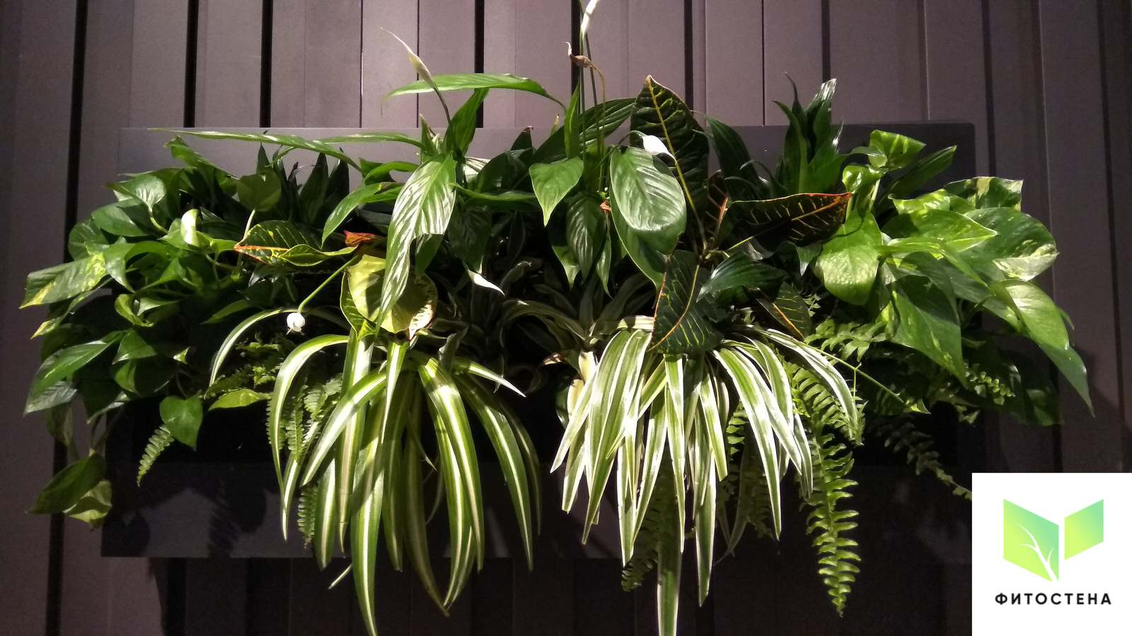 Фитокартины с автополивом для живых растений