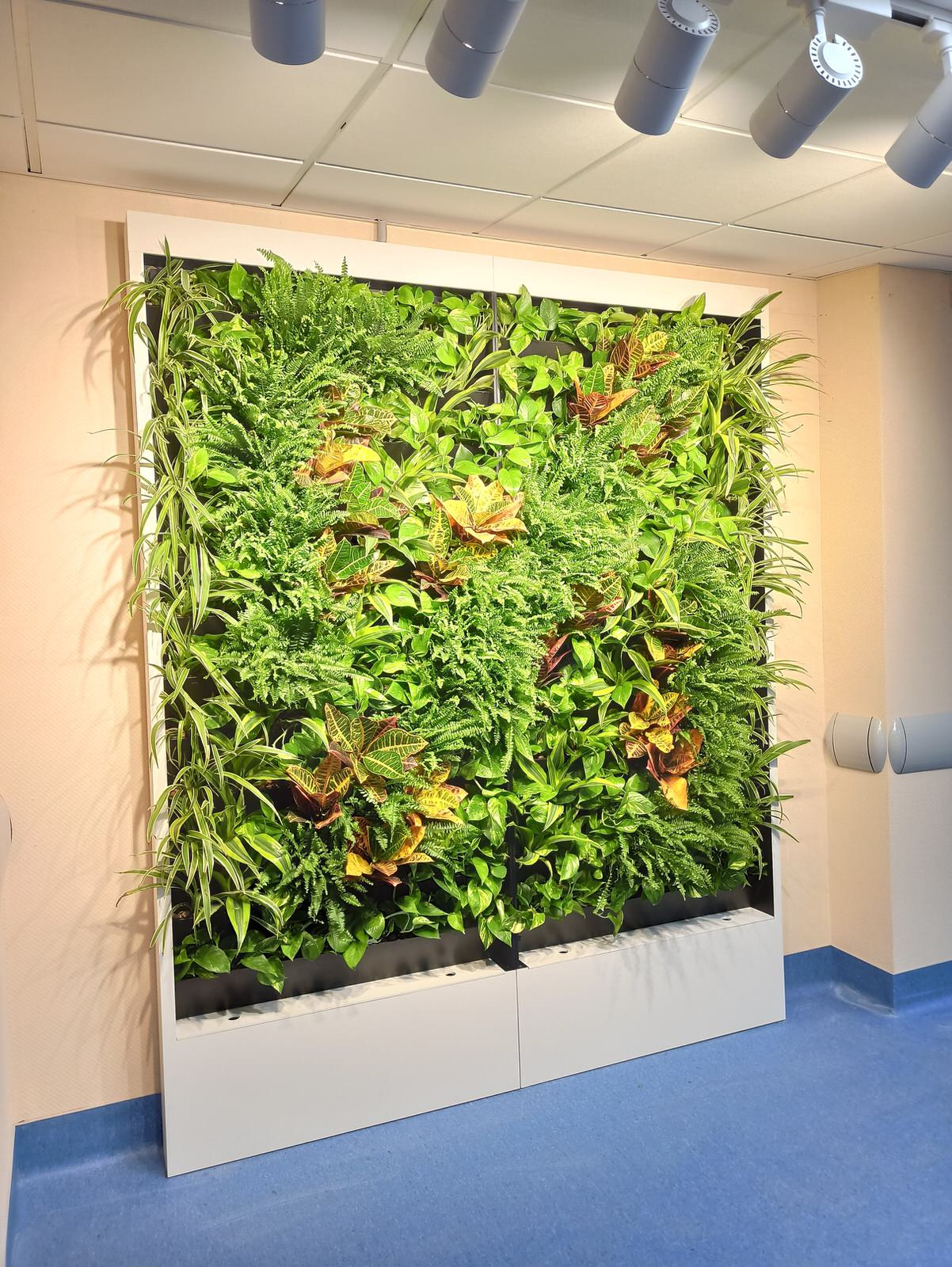 Вертикальное озеленение поликлиники