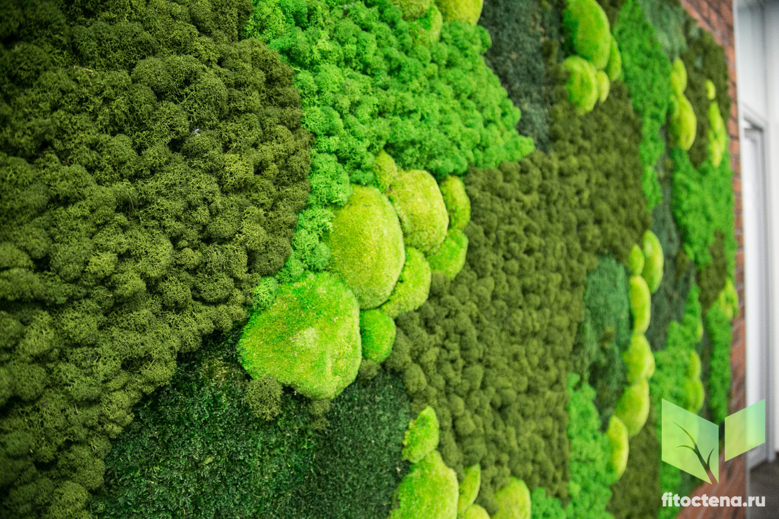 Обложка проекта: Стабилизированный мох в лофте