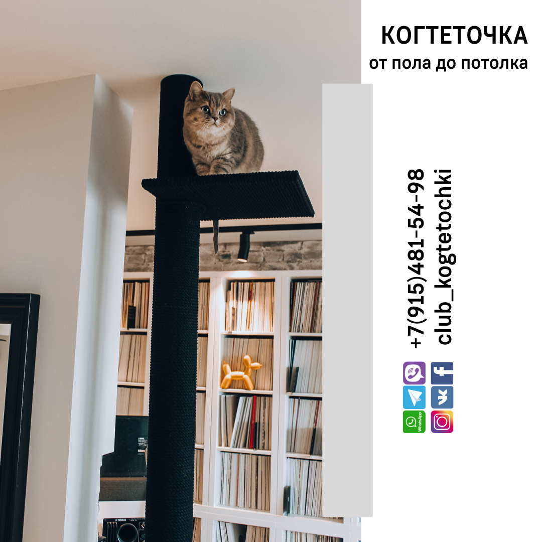 Когтеточка от пола до потолка