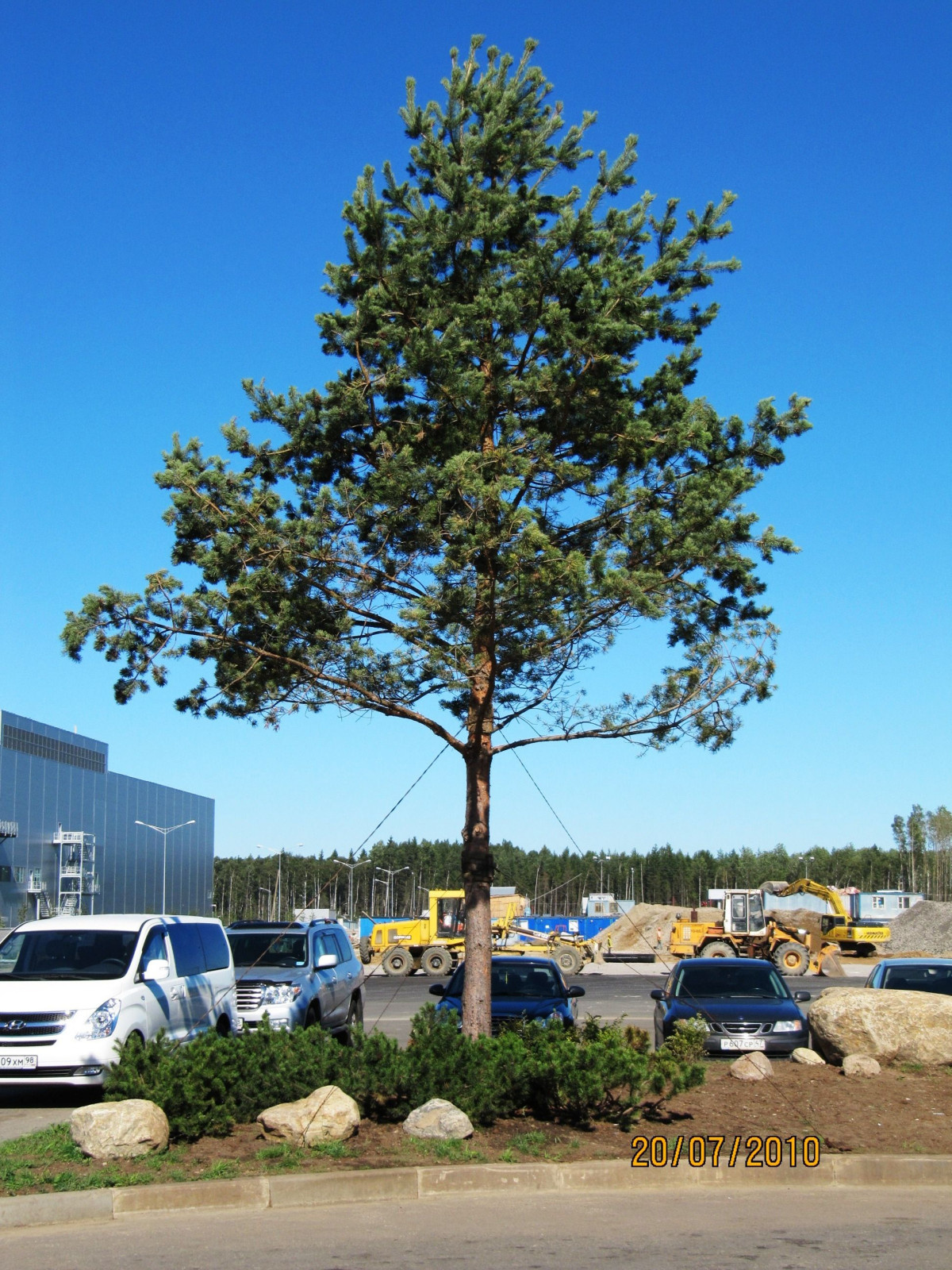 Посадка крупномерных деревьев на заводе Hyundai Motor