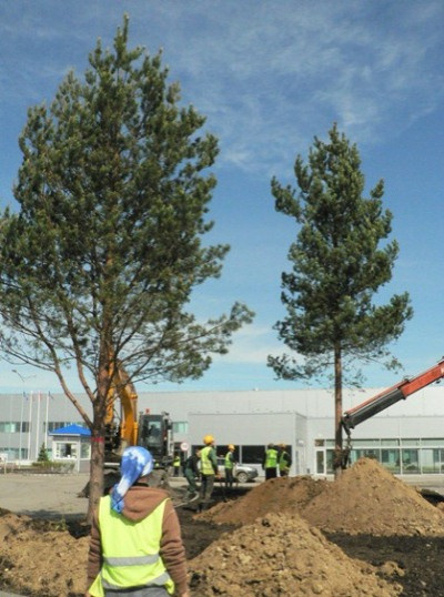 Посадка крупномерных деревьев на заводе Hyundai Motor