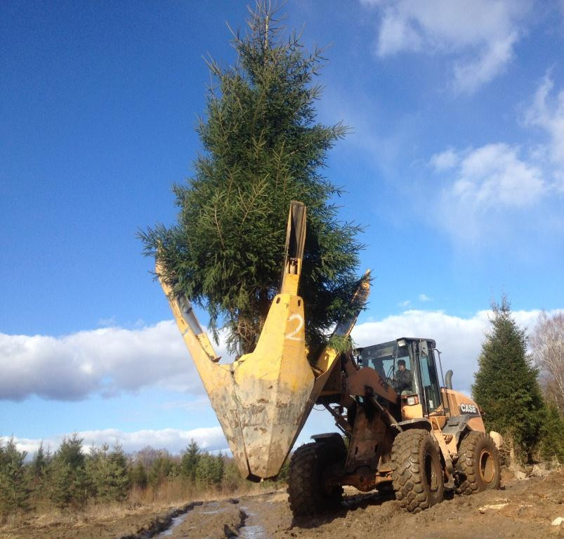 Пересадка крупномерных деревьев в Спб и Ленинградской области