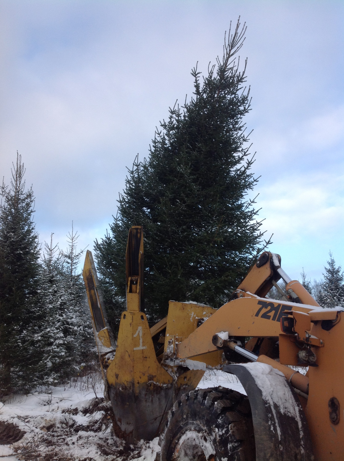 Пересадка крупномерных деревьев в Спб и Ленинградской области