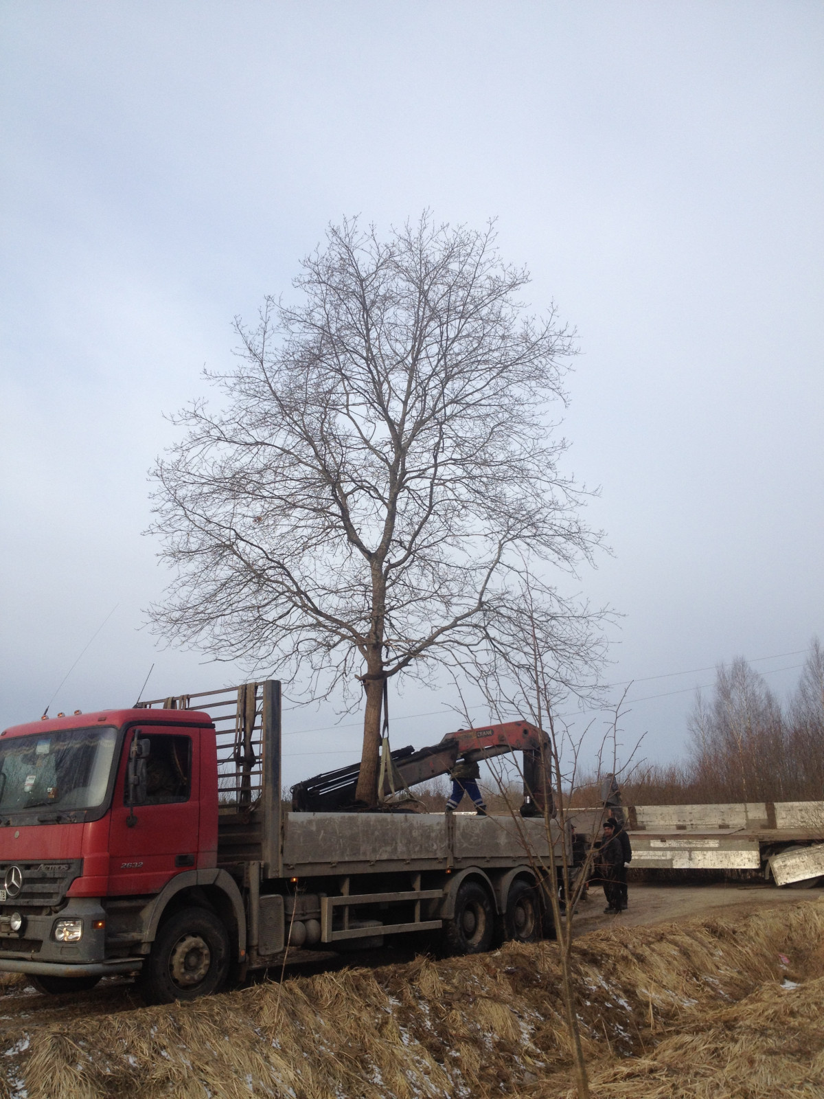 Пересадка крупномерных деревьев в Спб и Ленинградской области