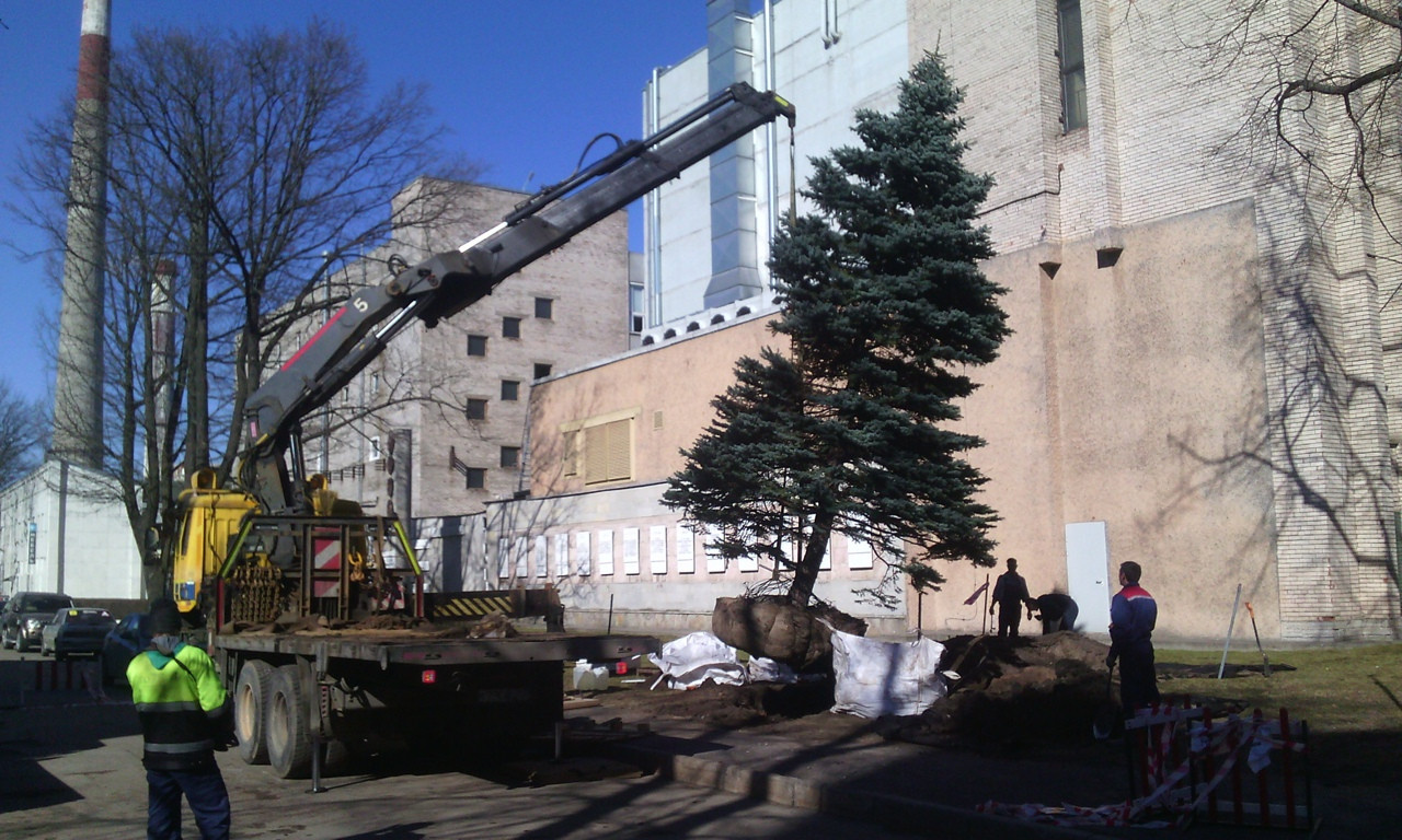 Пересадка крупномерных деревьев в Спб и Ленинградской области