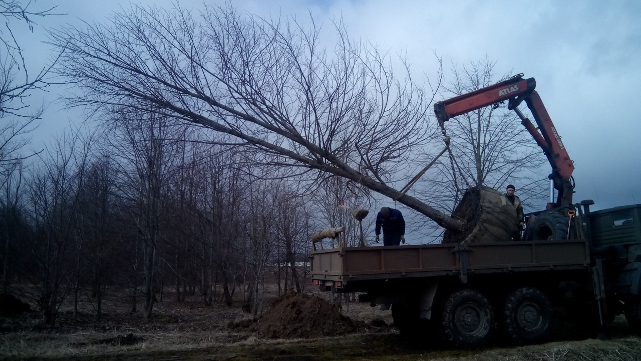 Пересадка крупномерных деревьев в Спб и Ленинградской области