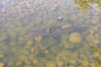 Дизайн сада