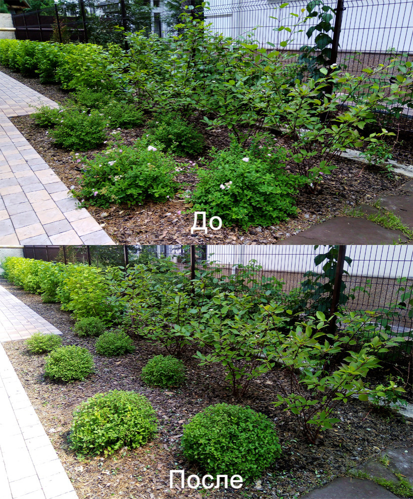 Обрезка и стрижка деревьев и кустарников