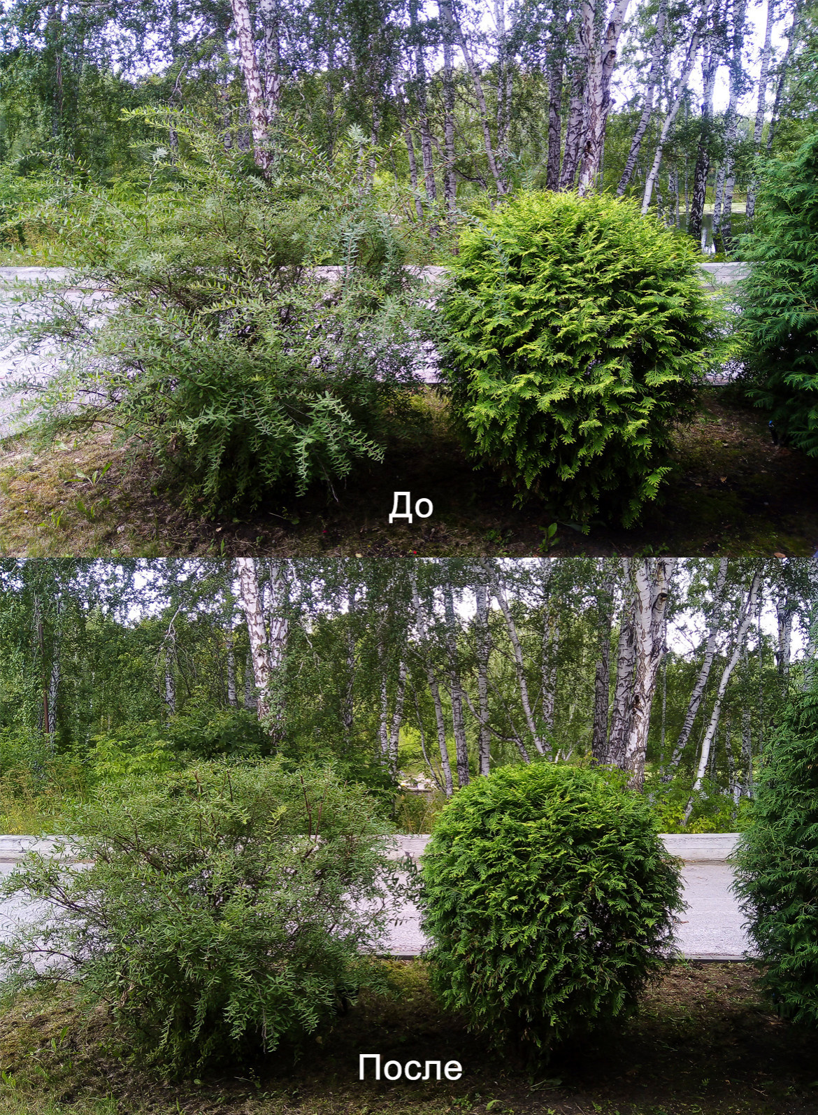 Обрезка и стрижка деревьев и кустарников