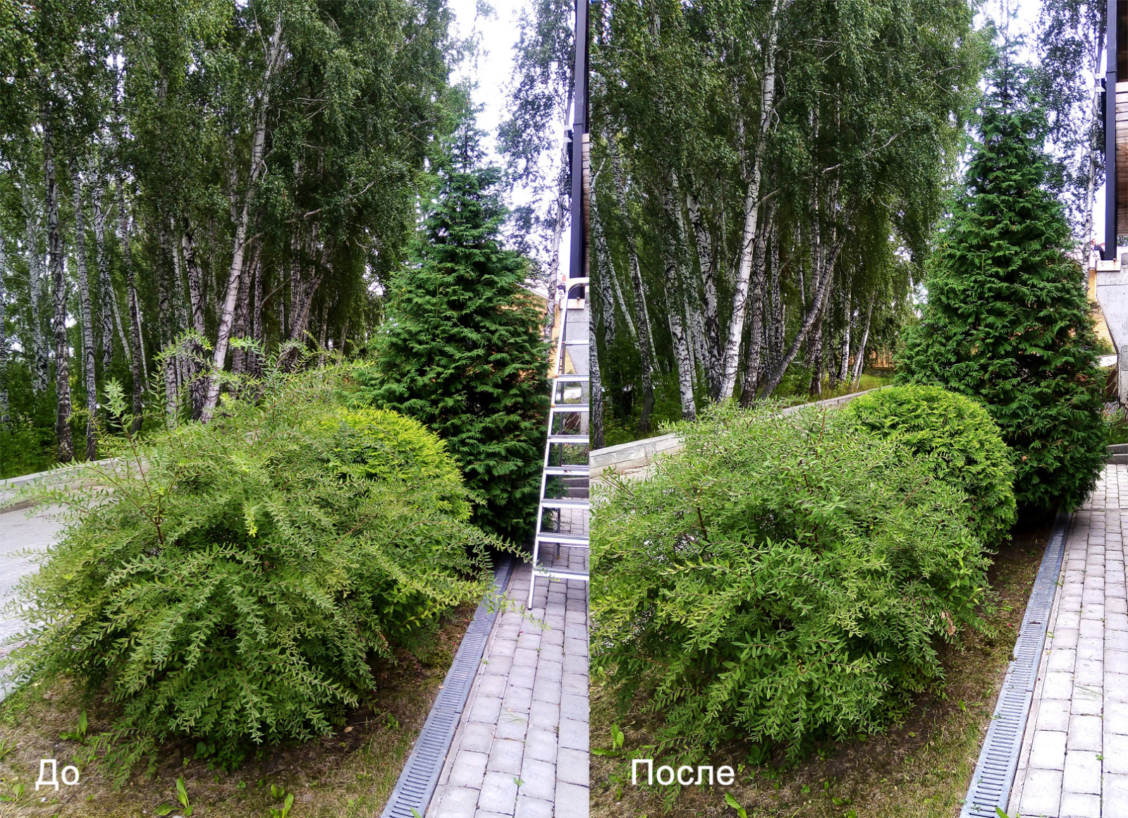 Обрезка и стрижка деревьев и кустарников