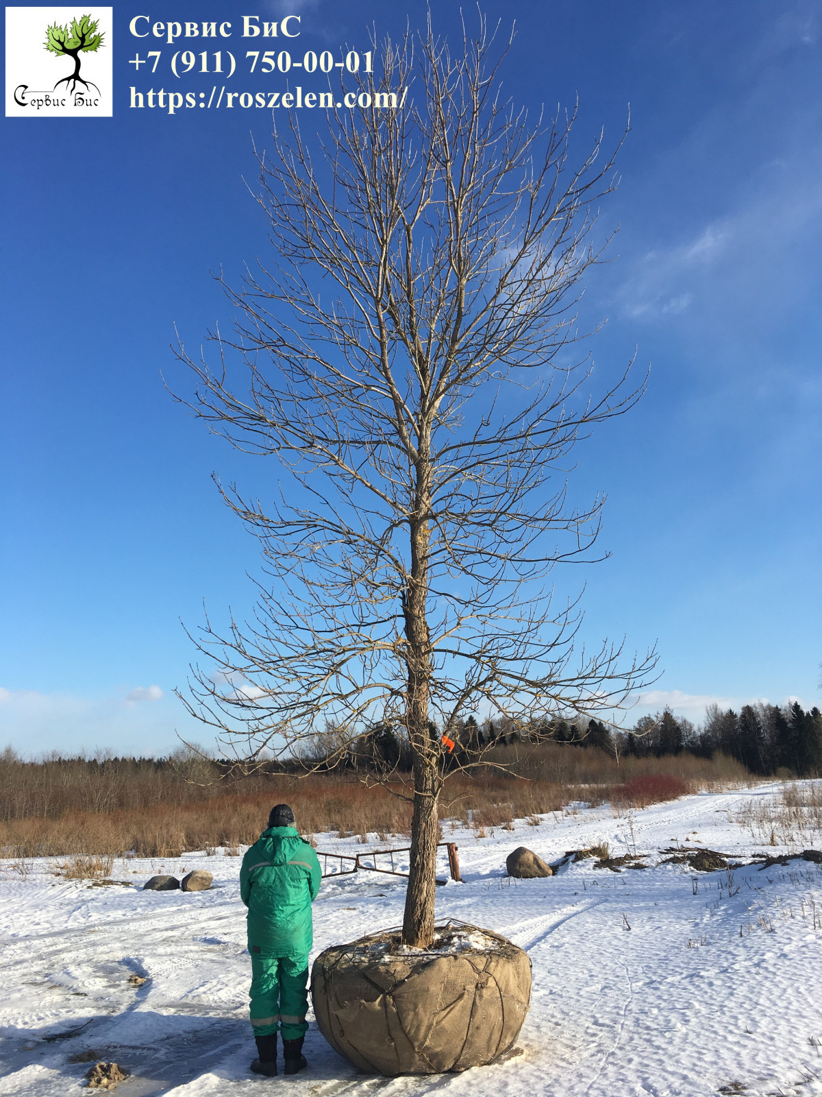 Торжественная церемония посадки молодого дуба на том месте, где раньше рос леген