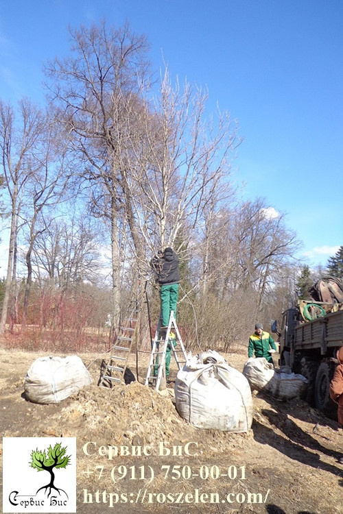 Торжественная церемония посадки молодого дуба на том месте, где раньше рос леген