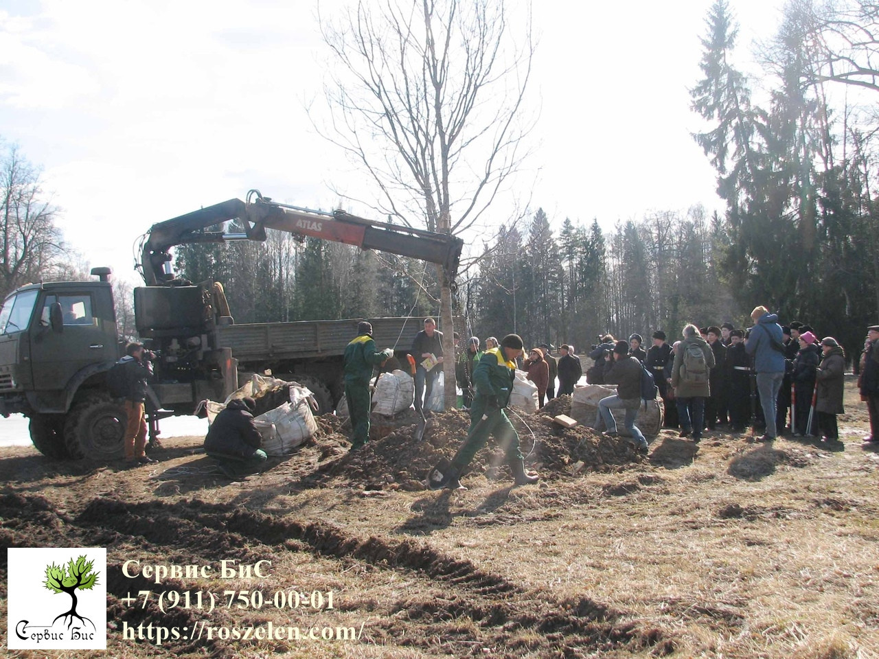 Торжественная церемония посадки молодого дуба на том месте, где раньше рос леген