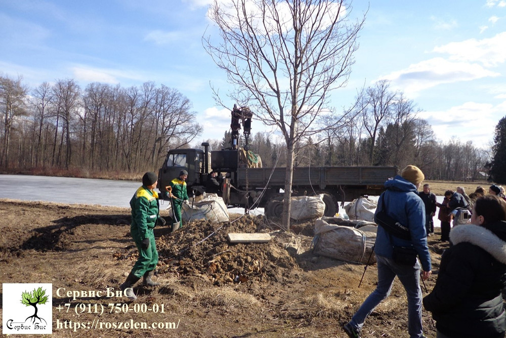 Обложка проекта: Посадка крупномерного дуба в Павловском парке