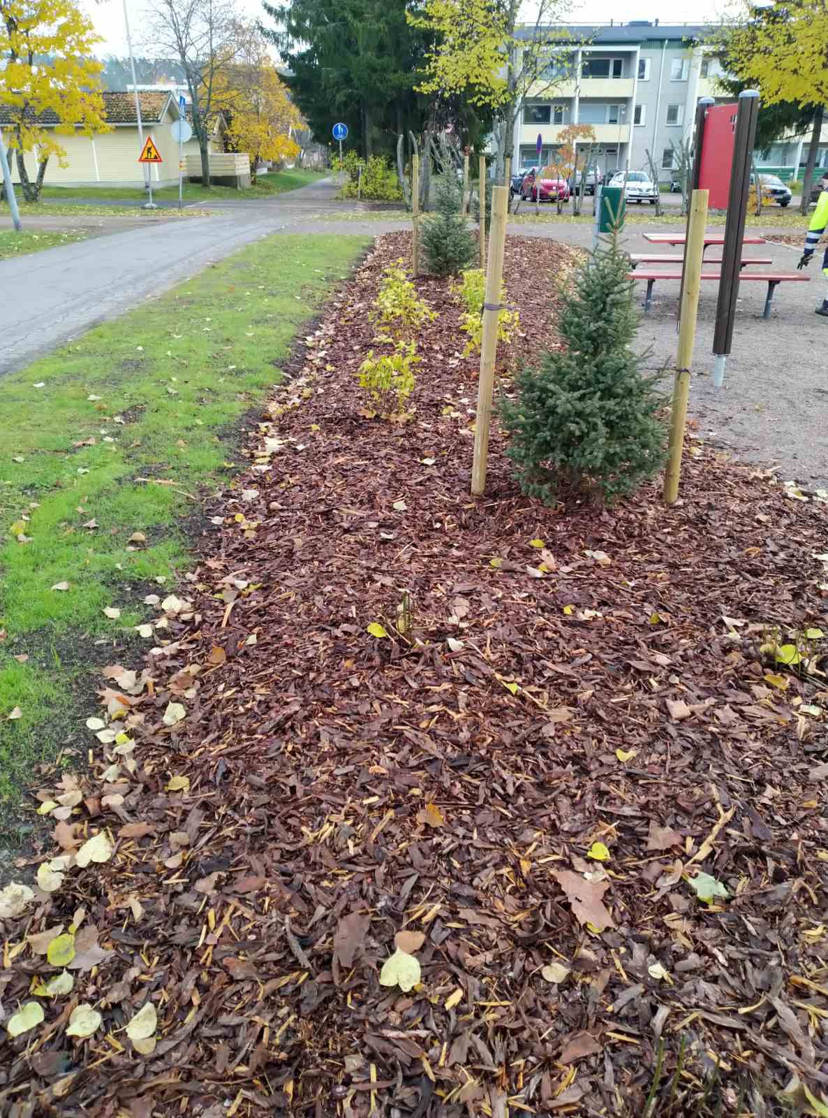 Озеленение придомовых территорий 2020