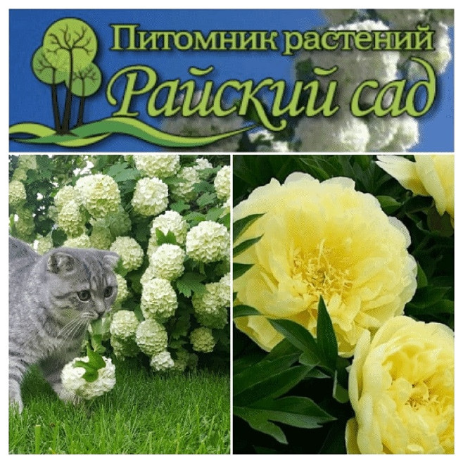 Питомник растений