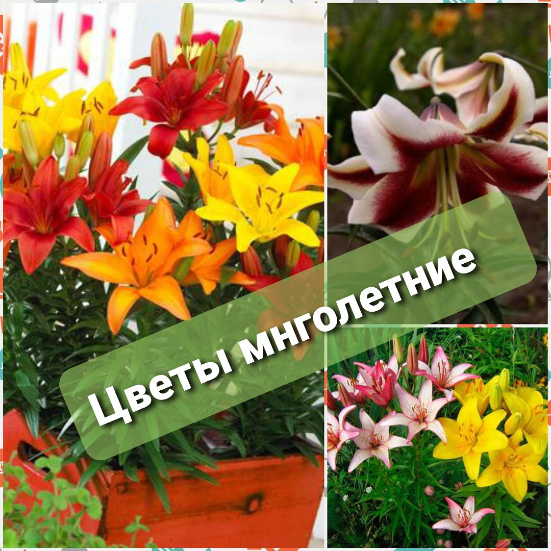 Питомник растений