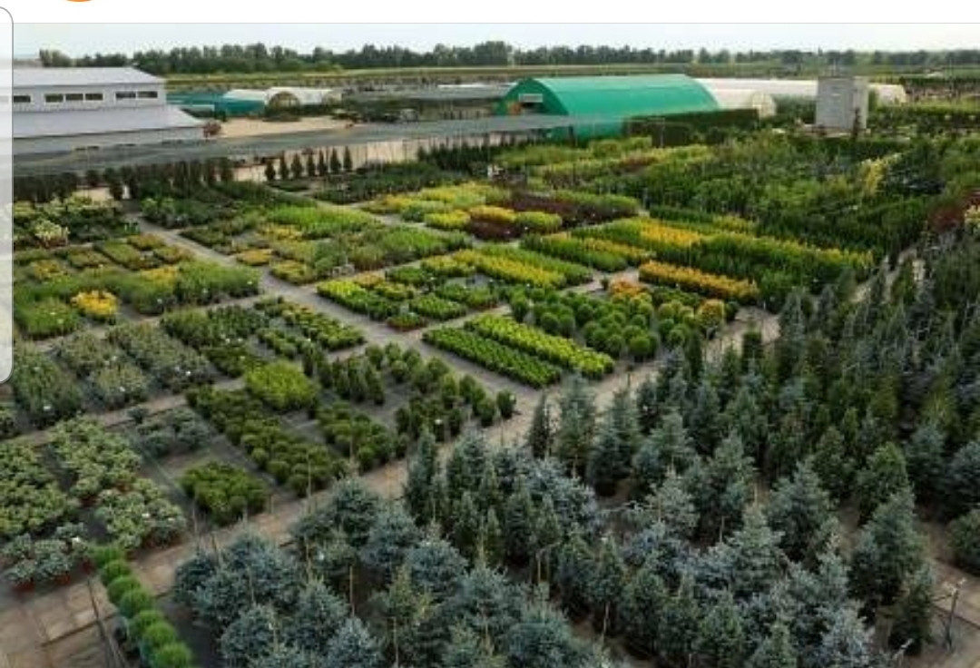 Питомник растений