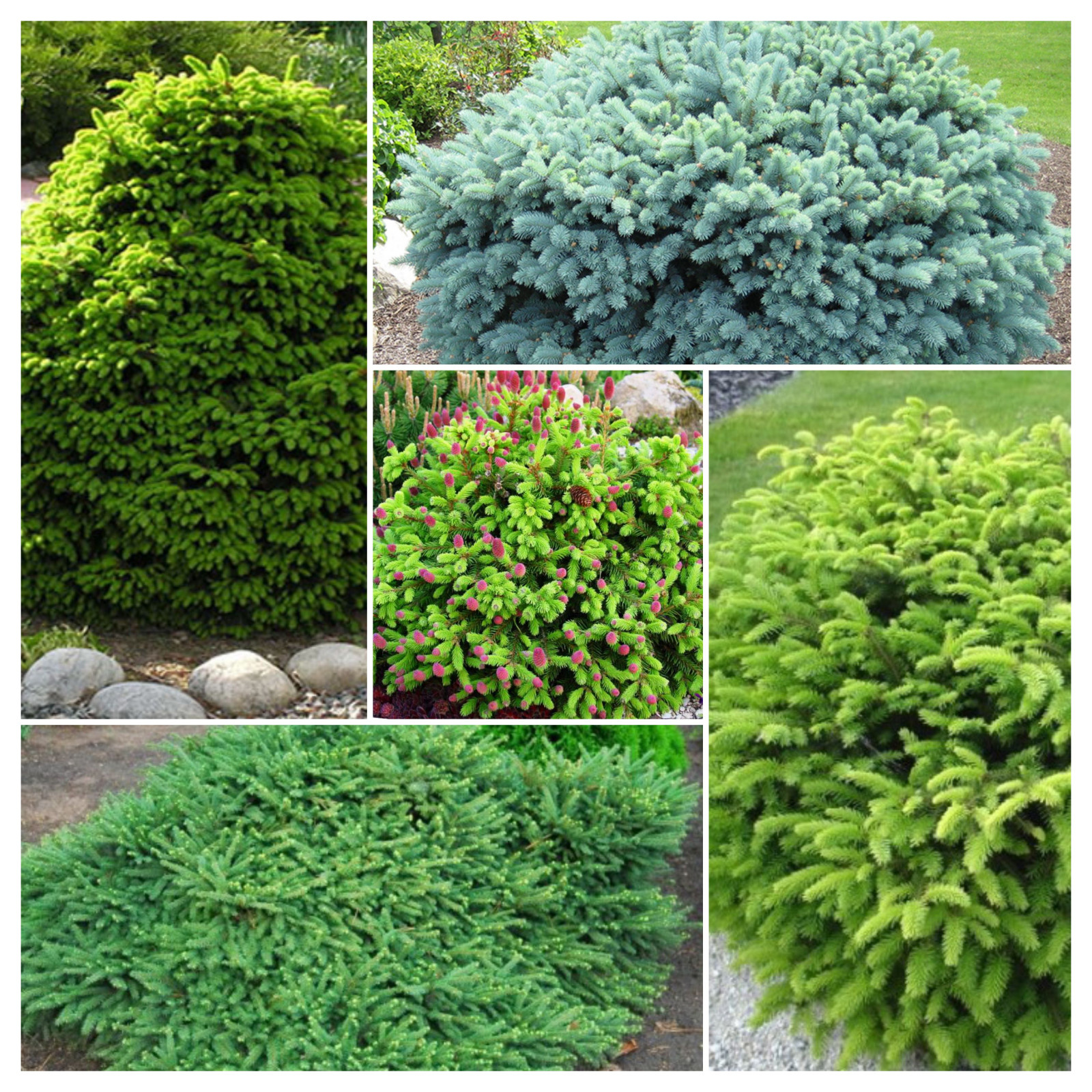 Питомник растений