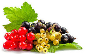 Питомник растений