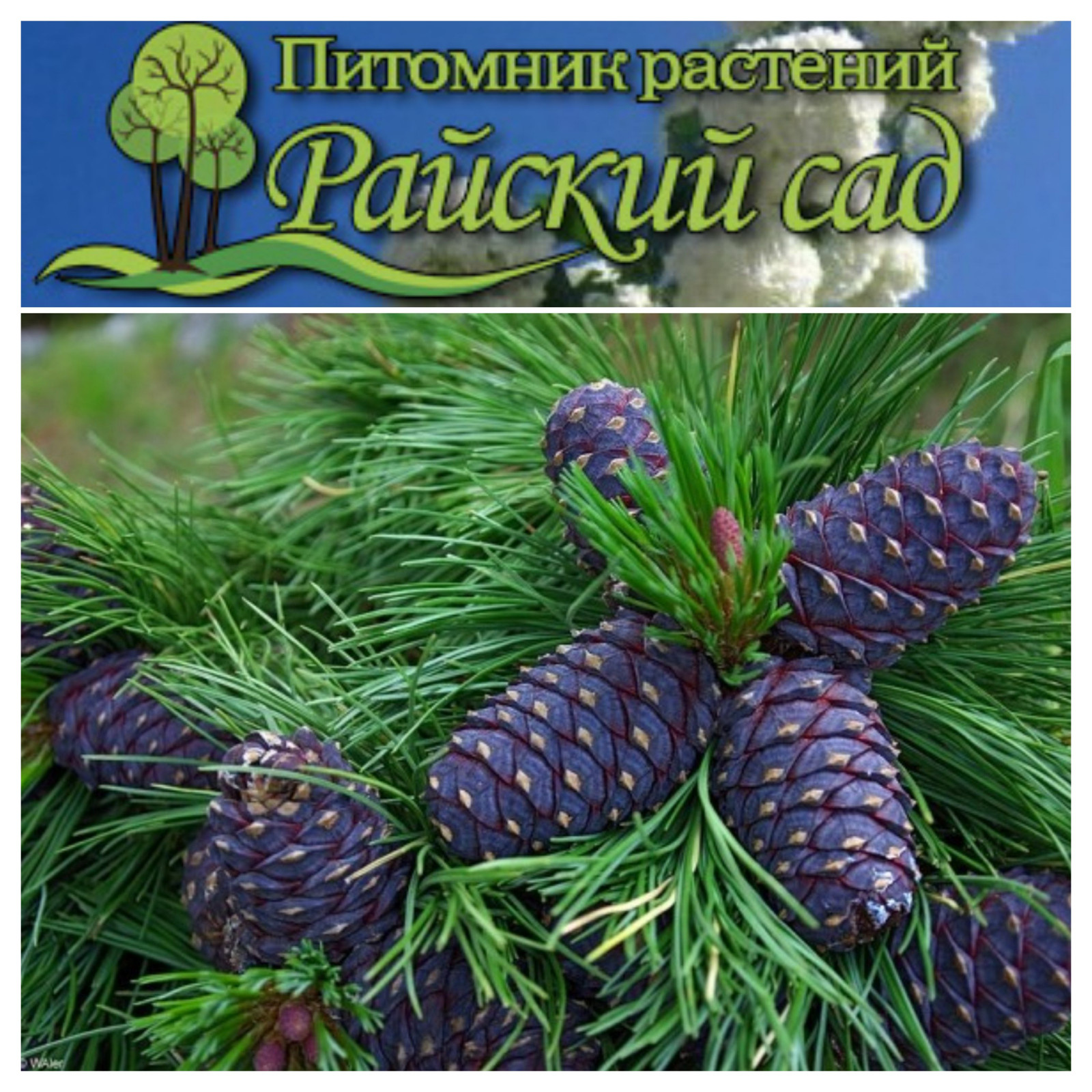 Питомник растений