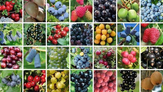 Питомник растений