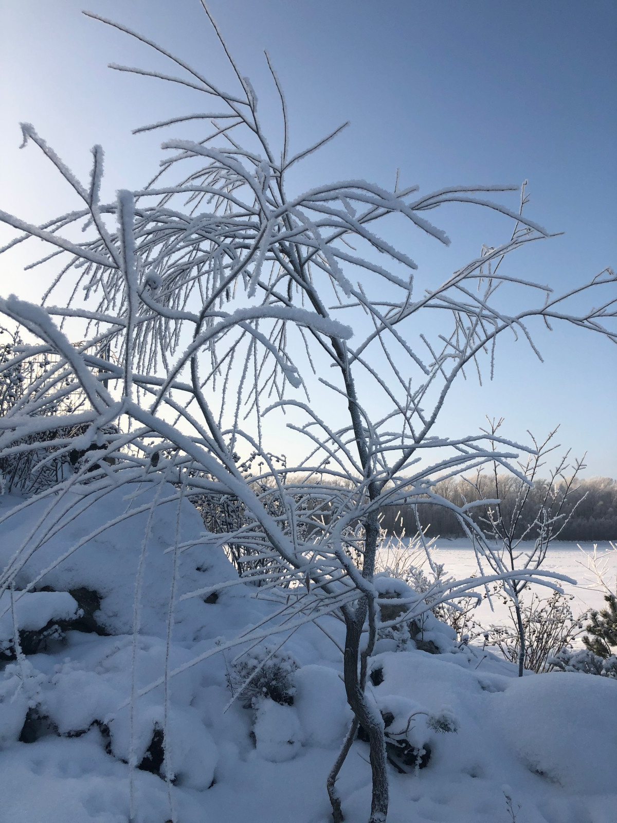 Сад Кроличья нора. Зима