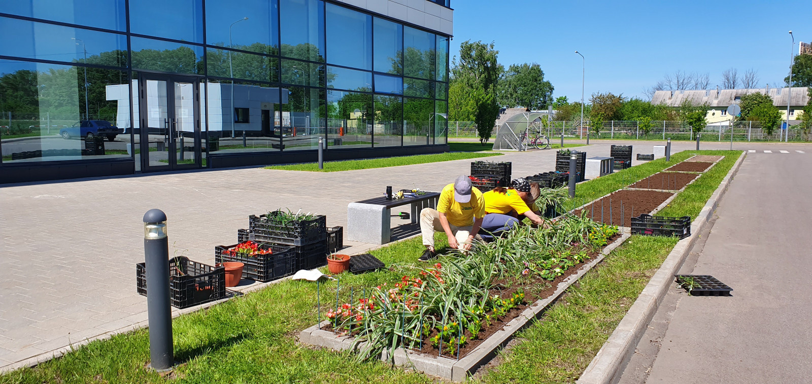 Посадка растений, озеленение
