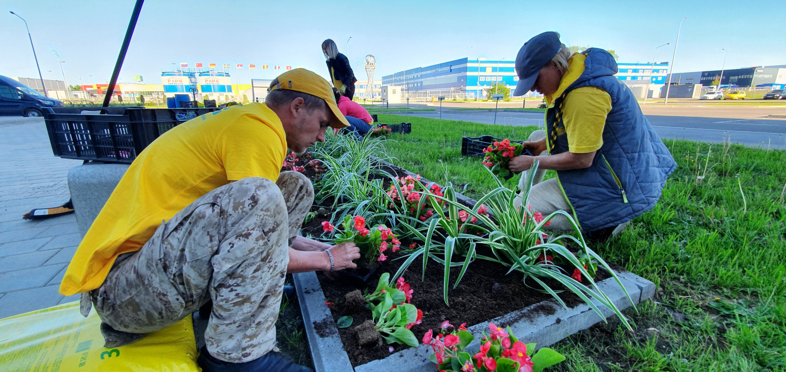 Посадка растений, озеленение