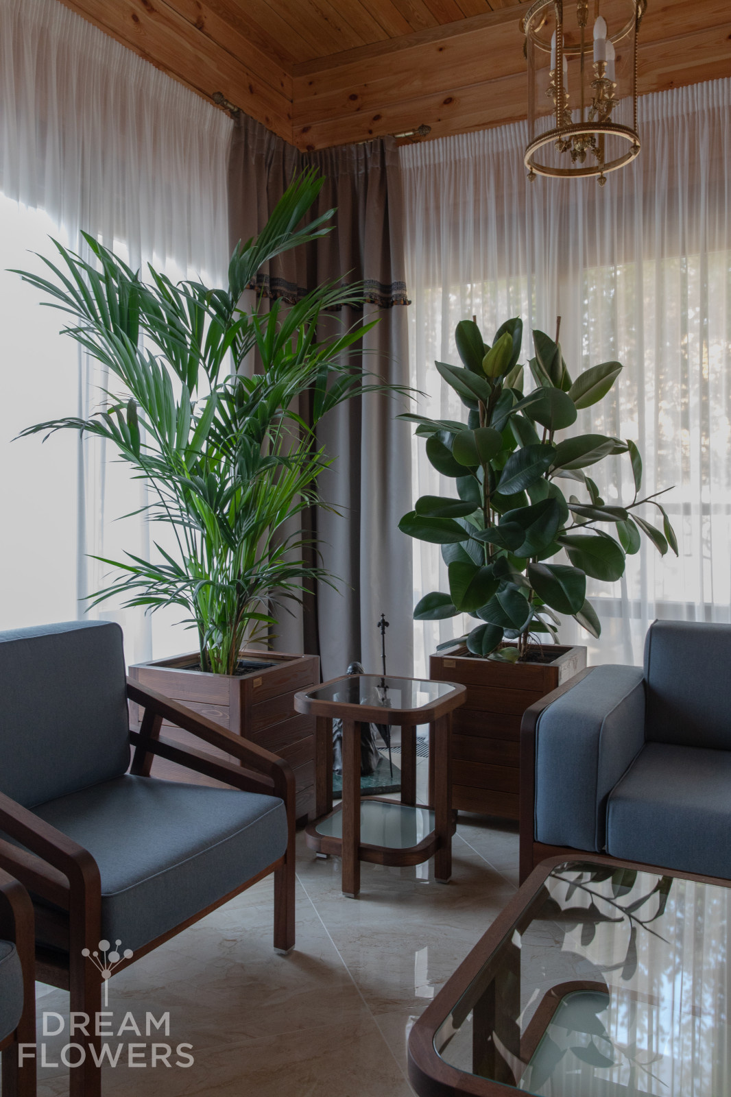 Ховея и Фикус в кашпо собственного производства