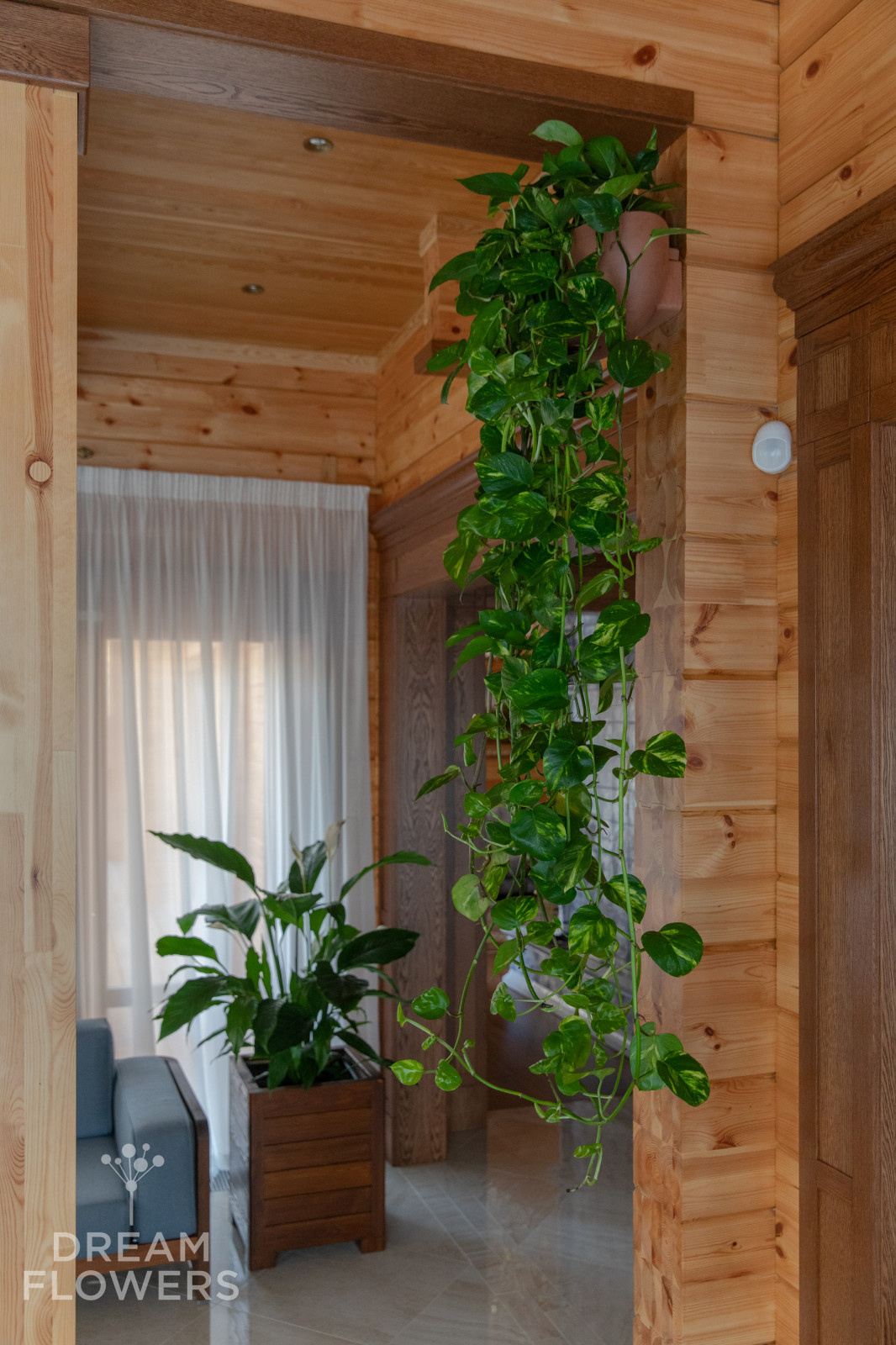 Сциндапсус в кашпо из экологических материалов