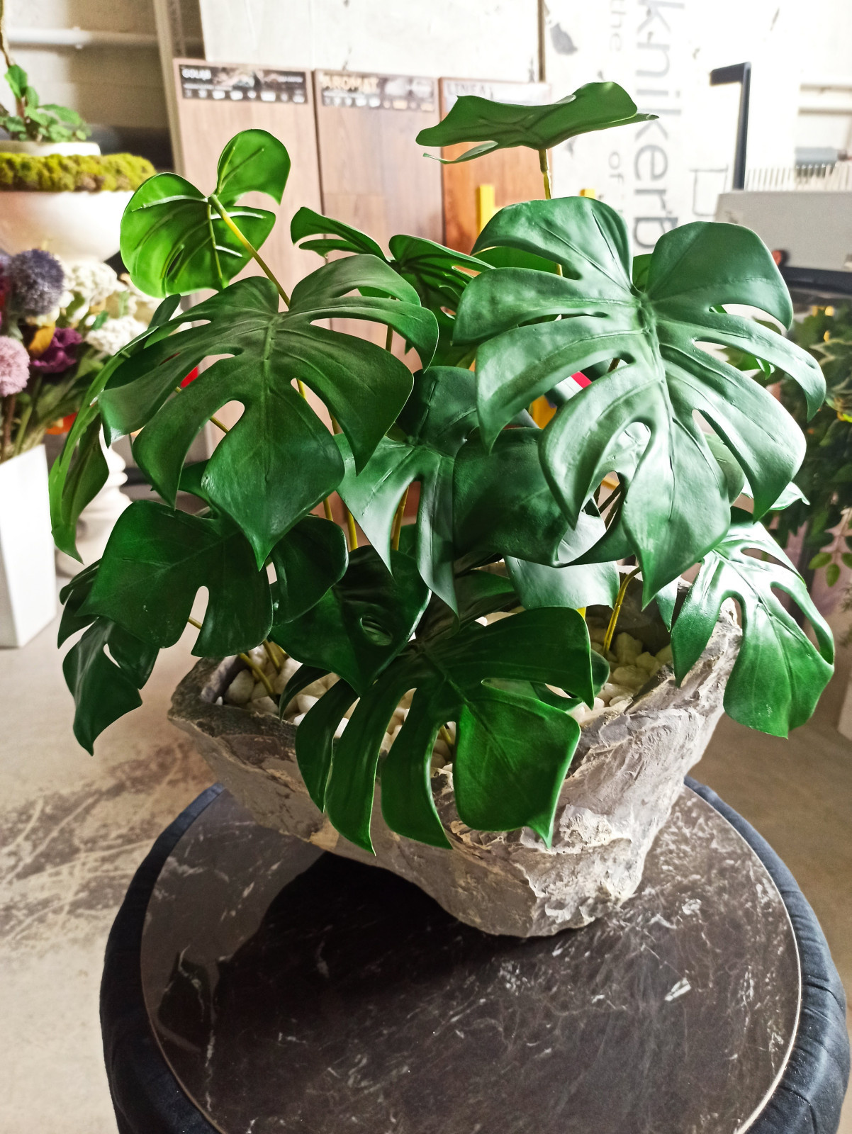 Монстера для частного интерьера