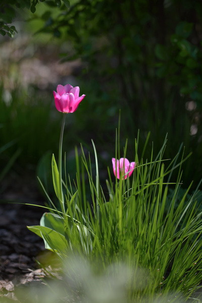 Летова роща