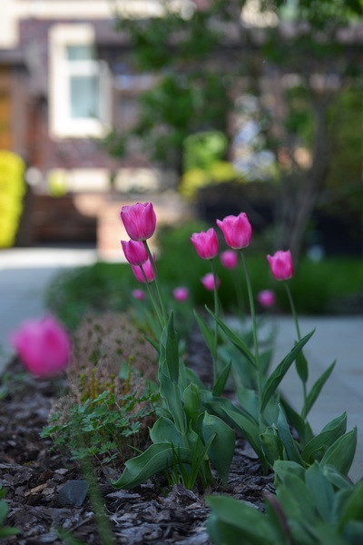 Летова роща