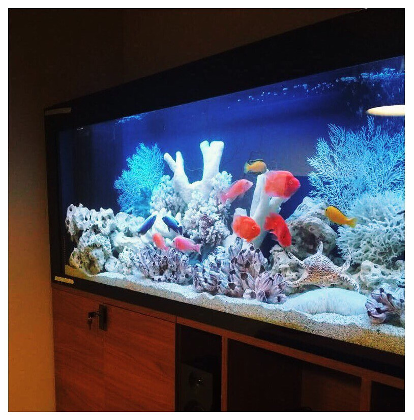 Аквариум в интерьере