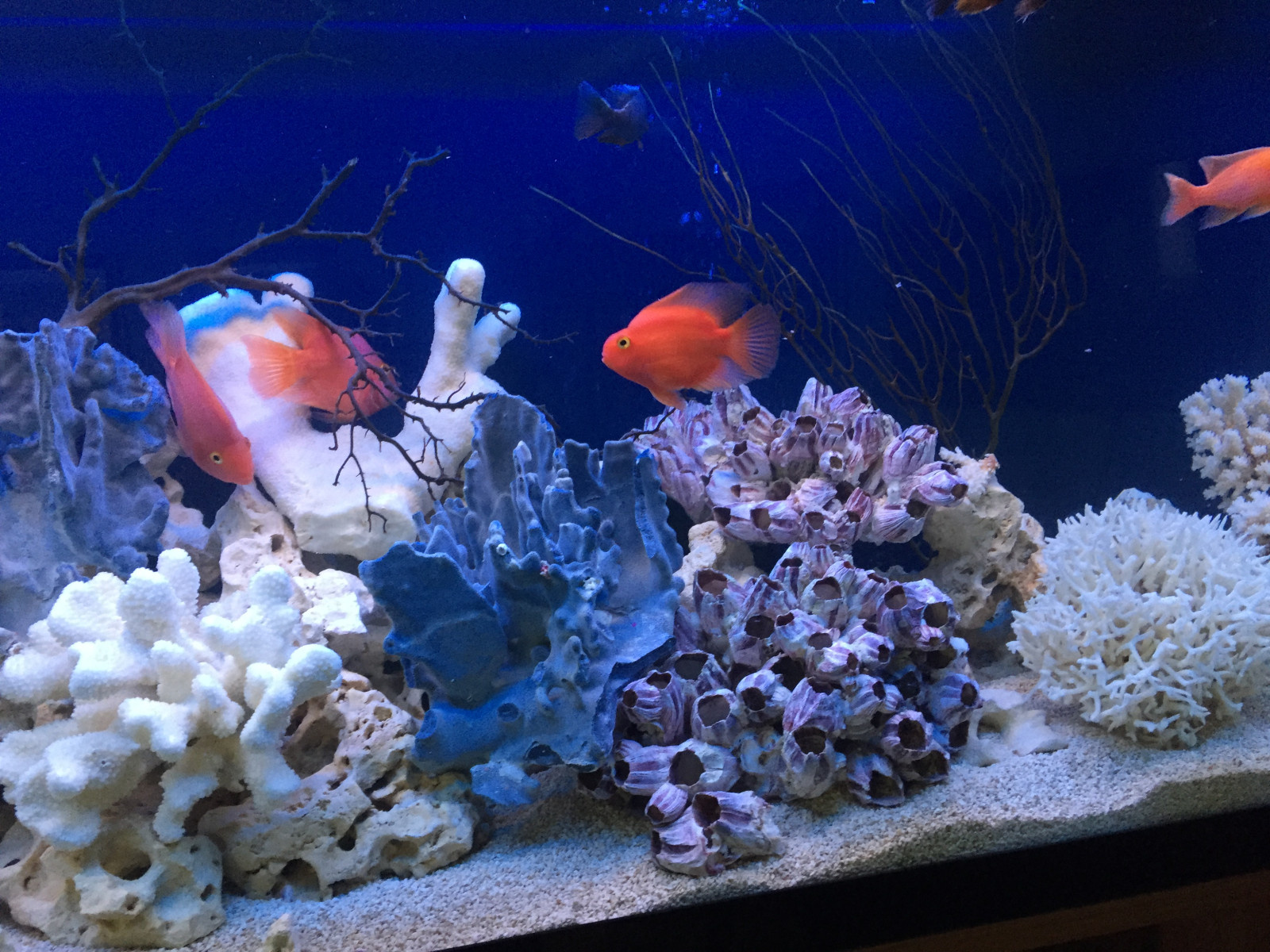 Аквариум в интерьере