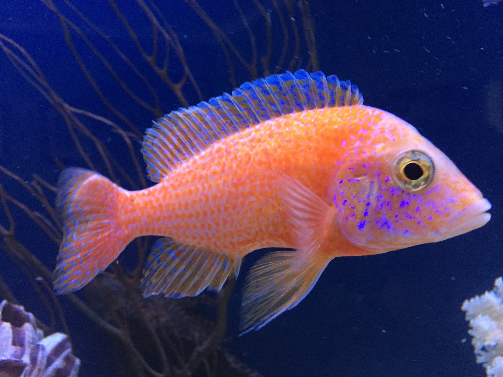 Аквариум в интерьере