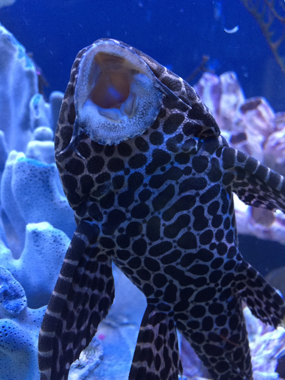 Аквариум в интерьере