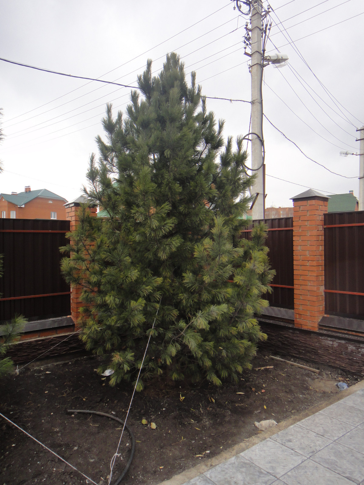 Ландшафтные работы и озеленение участка в Юрге