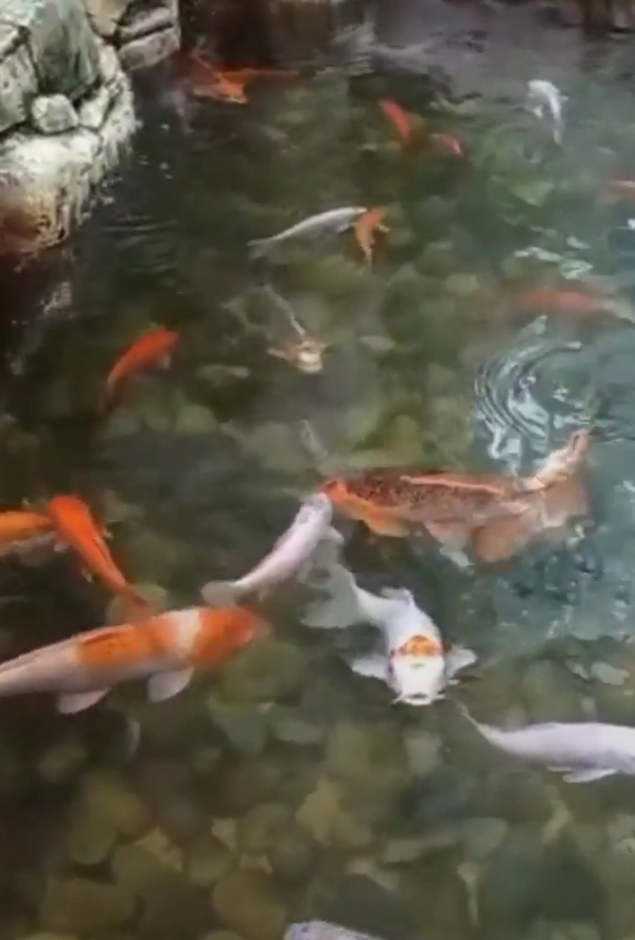 koi pond