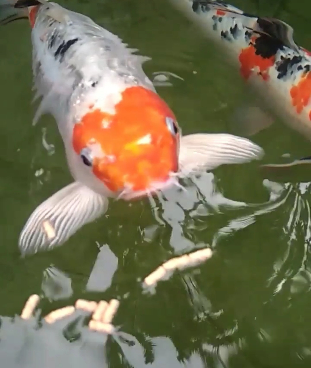 koi pond